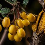 what look for buying berberine supplement